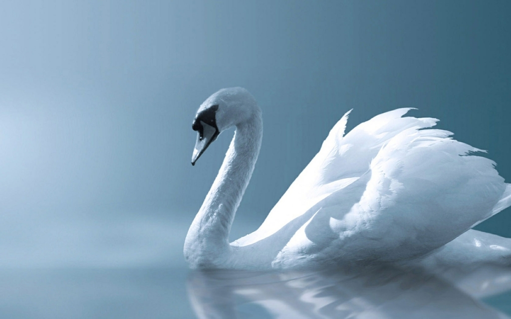 Black And White Swans Stock Photo - Download Image Now - Swan, Black Color,  Black And White - iStock