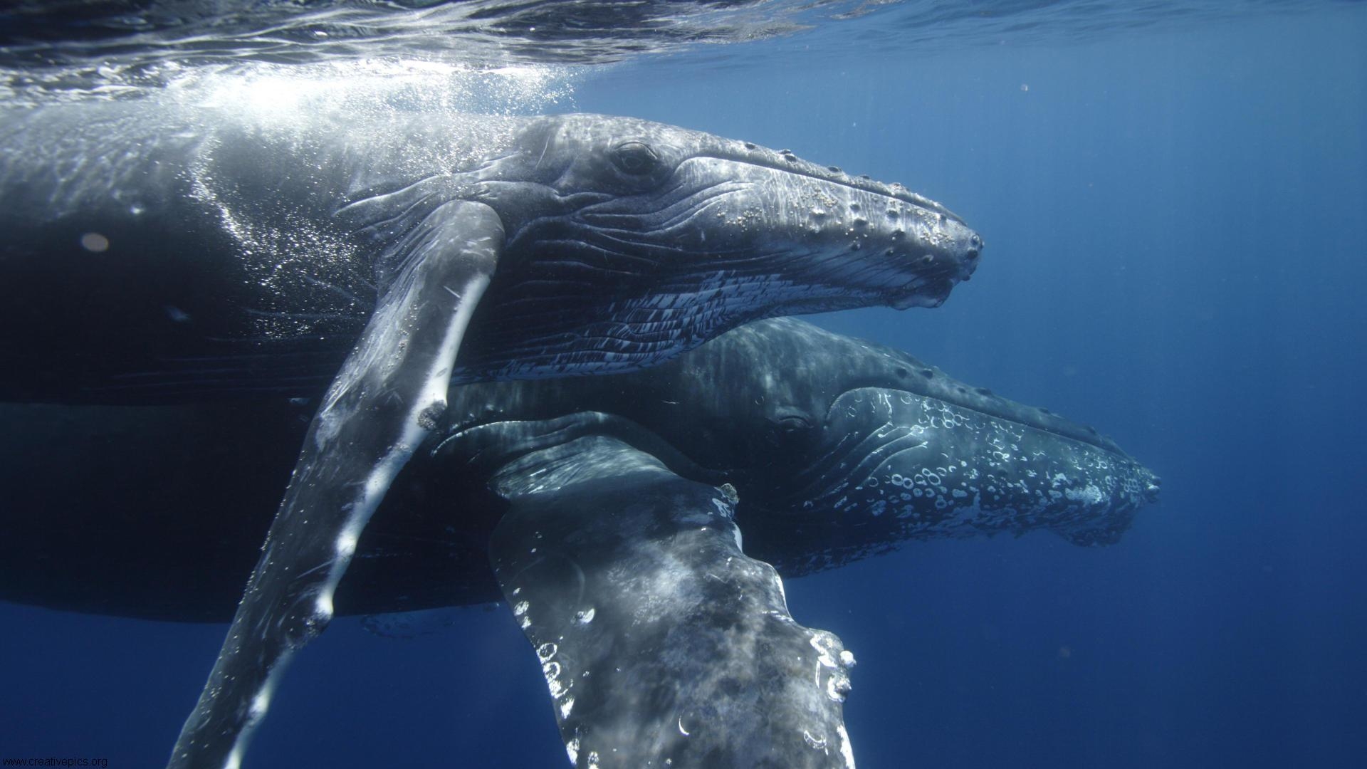 Humpback Whale Mother And Calf HD Wallpaper Creative Pics