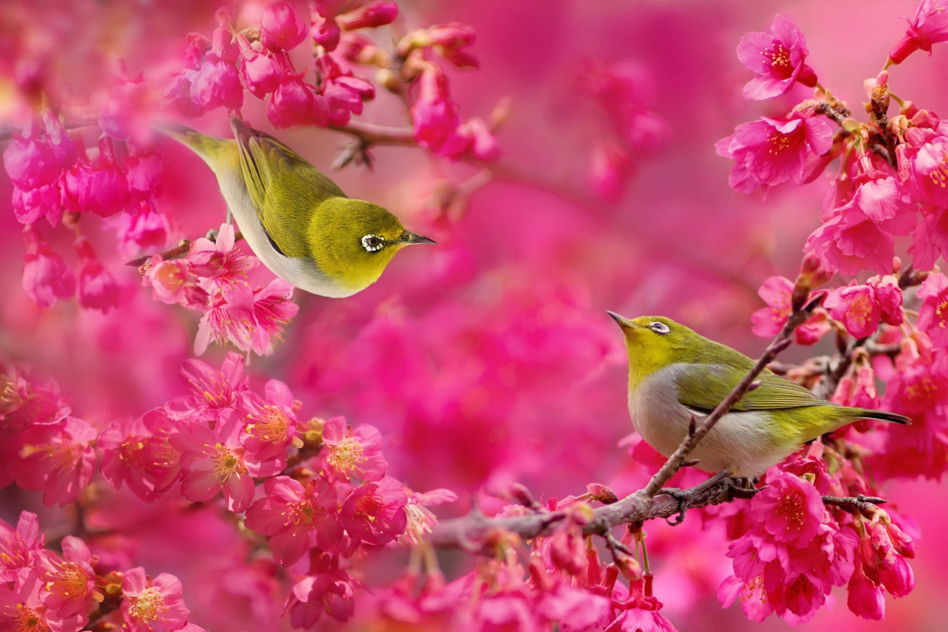 HD Birds Wallpaper