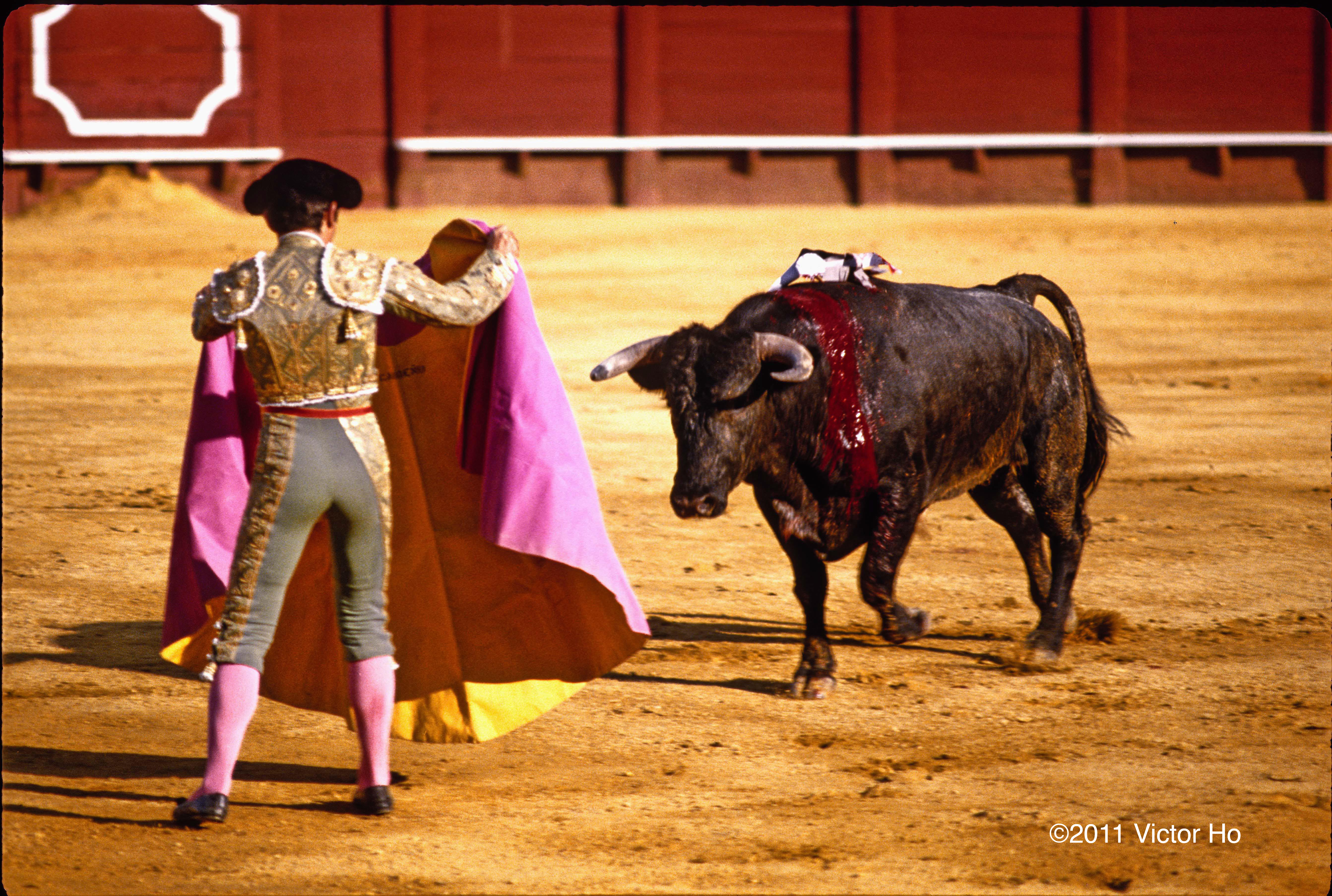 Bullfighting Image Thecelebritypix