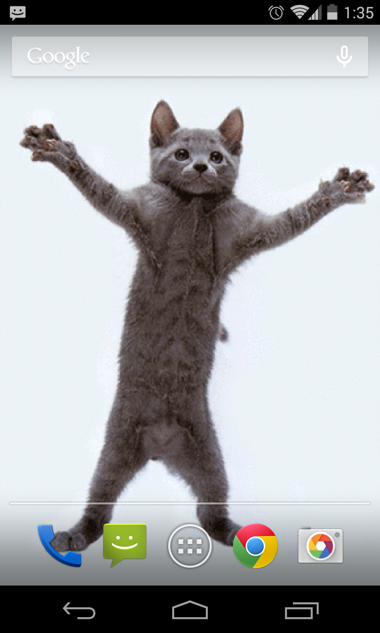 🔥 [49+] Stalker Cat Live Wallpaper | WallpaperSafari