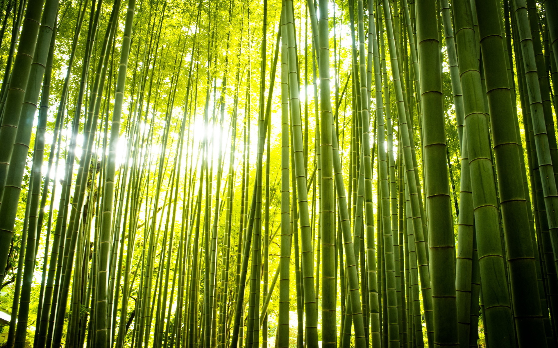 Bamboo Full HD Wallpaper And Background Id