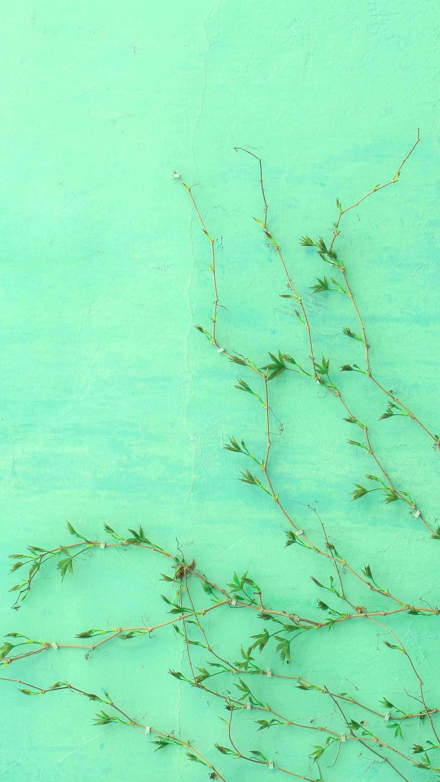 Cute Mint Green Aesthetic Wallpaper