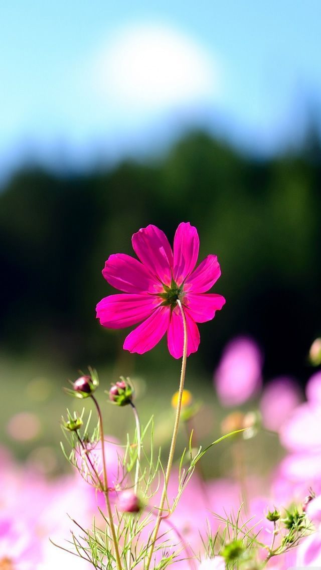 Flower Wallpapers for Android & iPhone 3D, Live & Animated
