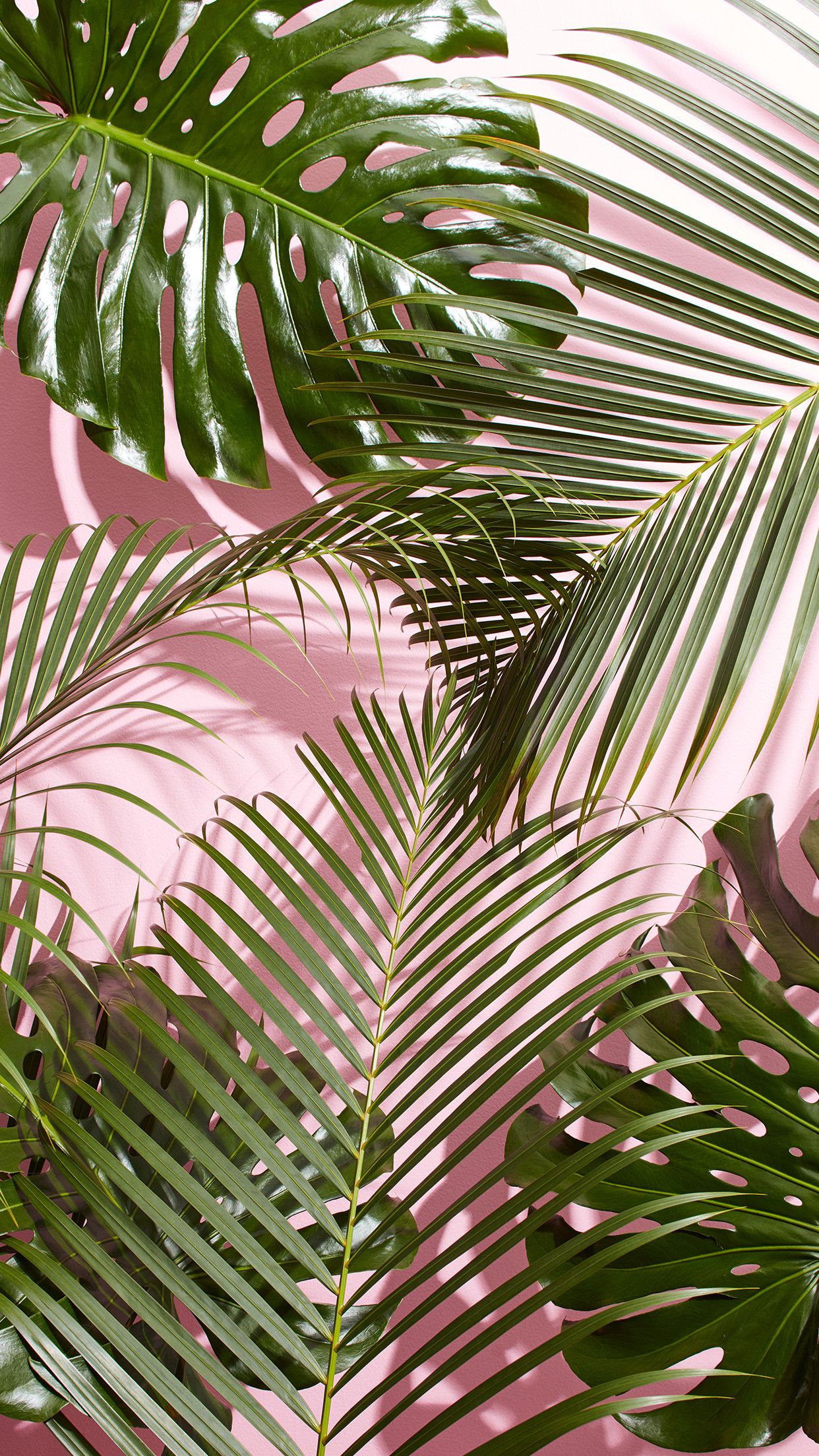 Green Plant Aesthetic Wallpaper On