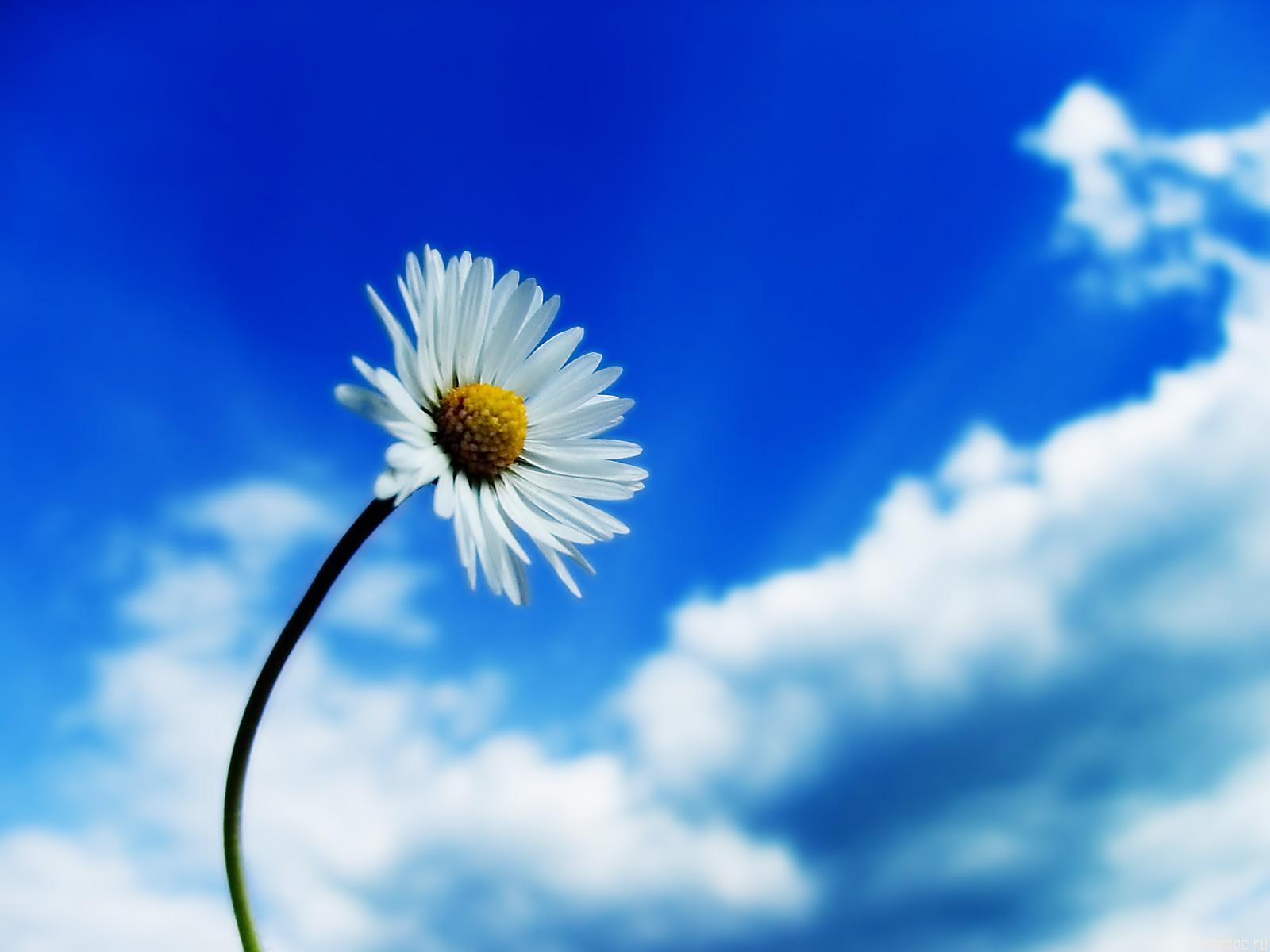 Beautiful Sky White Flower Wallpapers HD Wallpapers 1600x1200