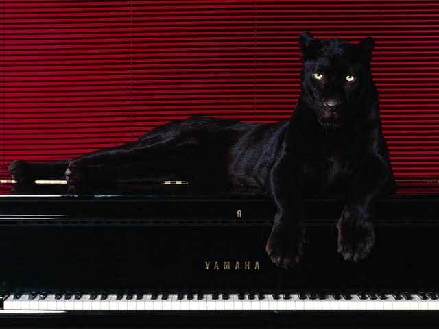 High Resolution Big Cat On Piano Wallpaper In Animals Cats Desktop