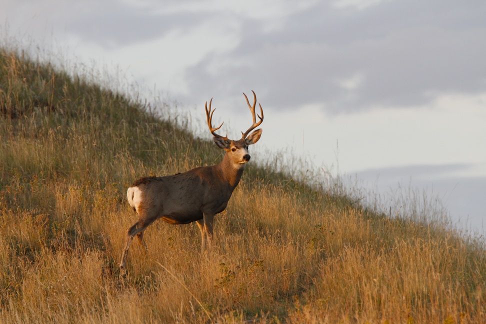 Mule Deer Buck In Grass Ron Spomer Outdoors
