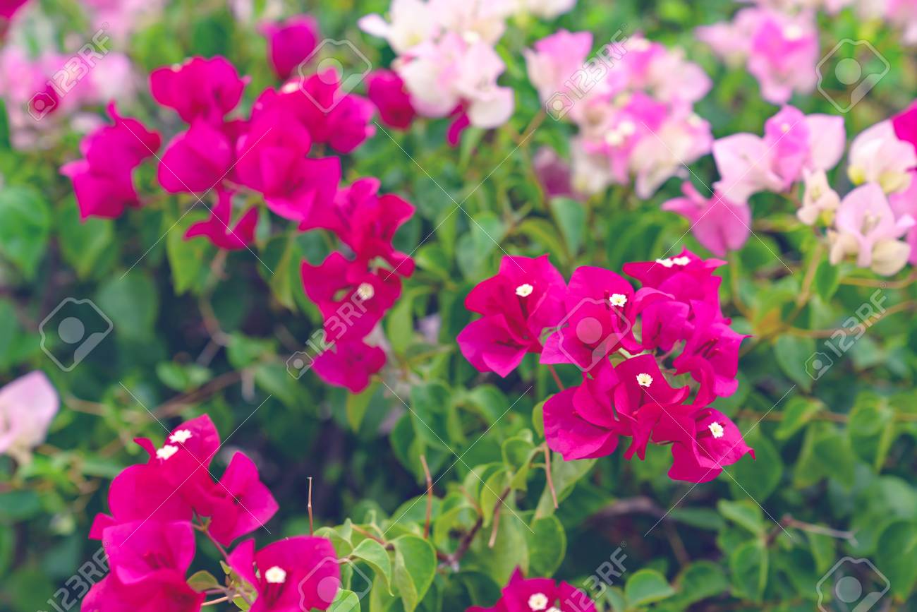 Beautiful Bougainvillea Flower For Wallpaper Texture And