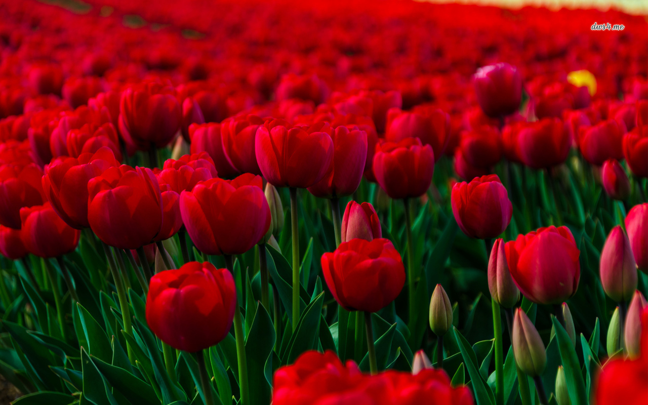 Field Of Red Tulips Wallpaper Flower