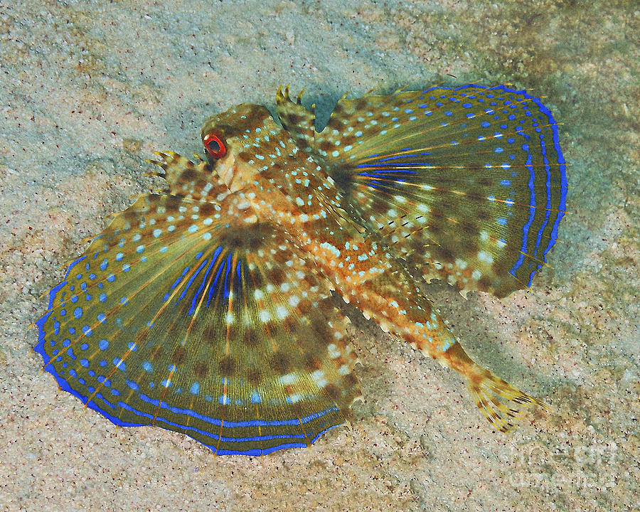 Flying Gurnard On Sand In Carribean Sea Photograph By Karen Doody Wallpaper