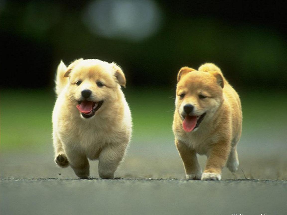 Animal Wallpaper Dogs Cute Puppies