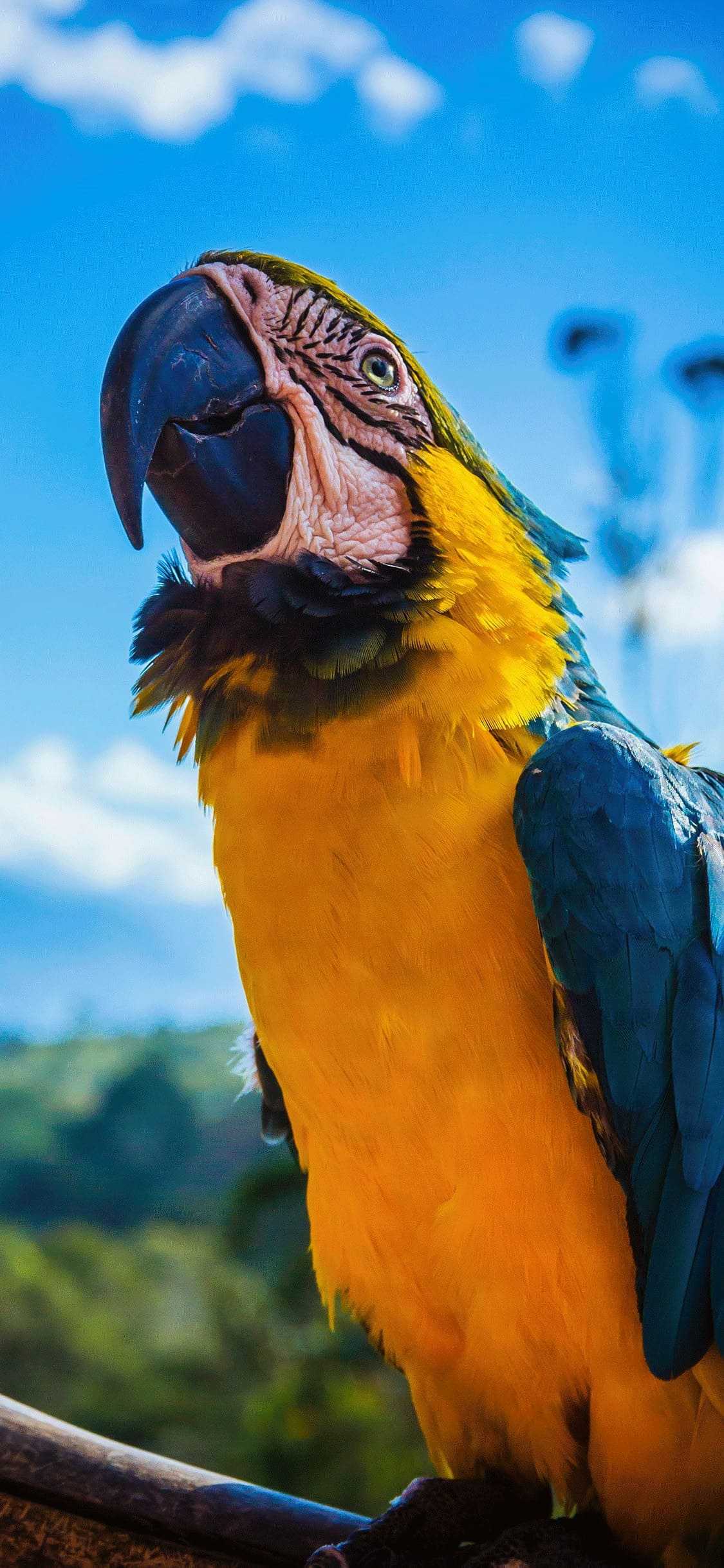 Parrot Wallpaper