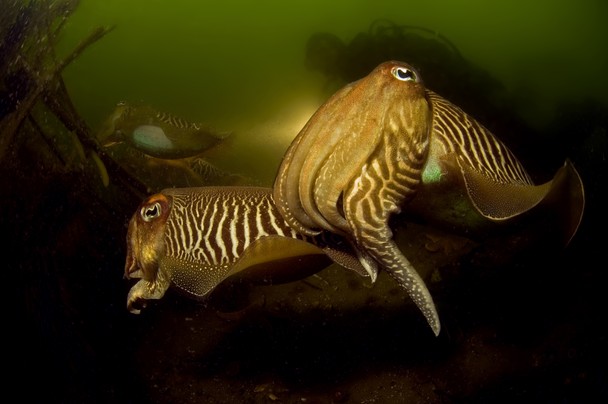 Mating Cuttlefish National Geographic Photo Contest