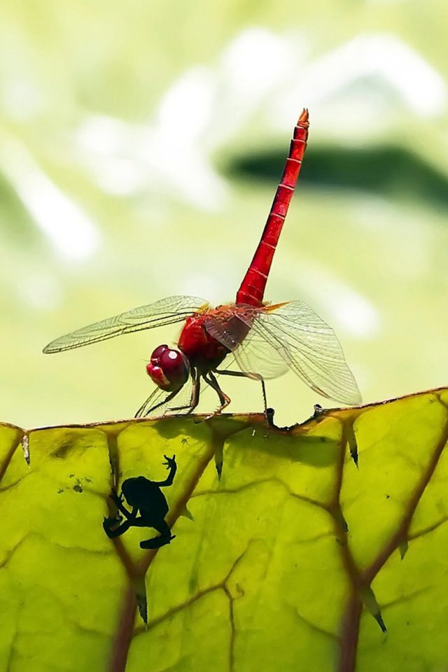 Red Dragonfly iPhone Wallpaper iPhone7wallpaper Co