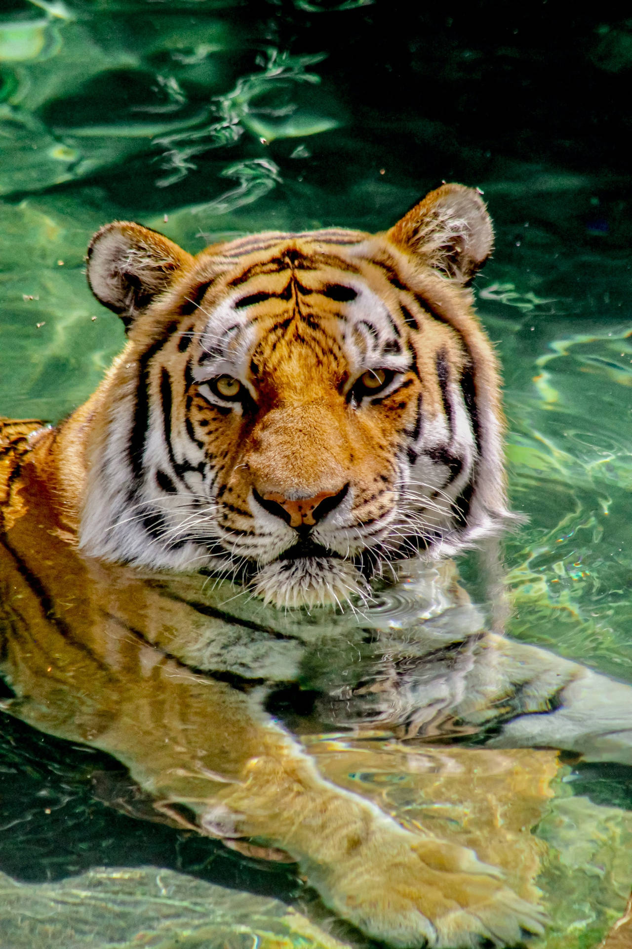 Tiger iPhone 9r2h5yekqva8tbka Wallpaper