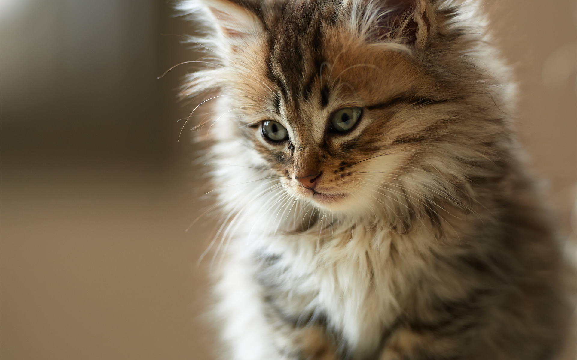 Top Cute Cat HD Wallpaper Fluffy Kitty