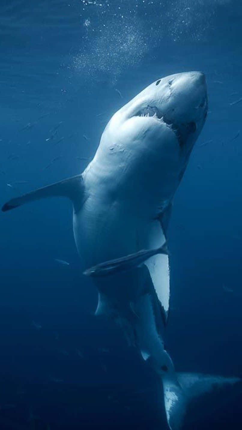 Shark iPhone Wallpaper