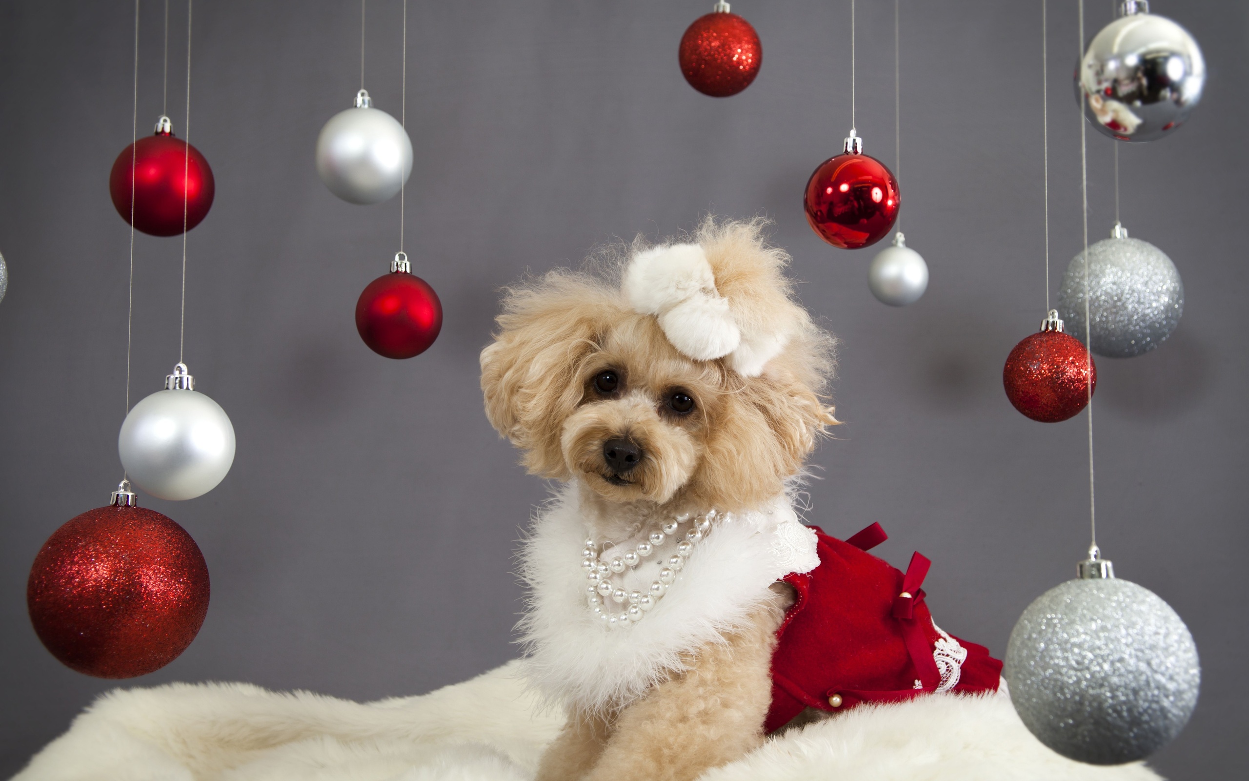 Christmas New Year Holiday Dog G Wallpaper Background