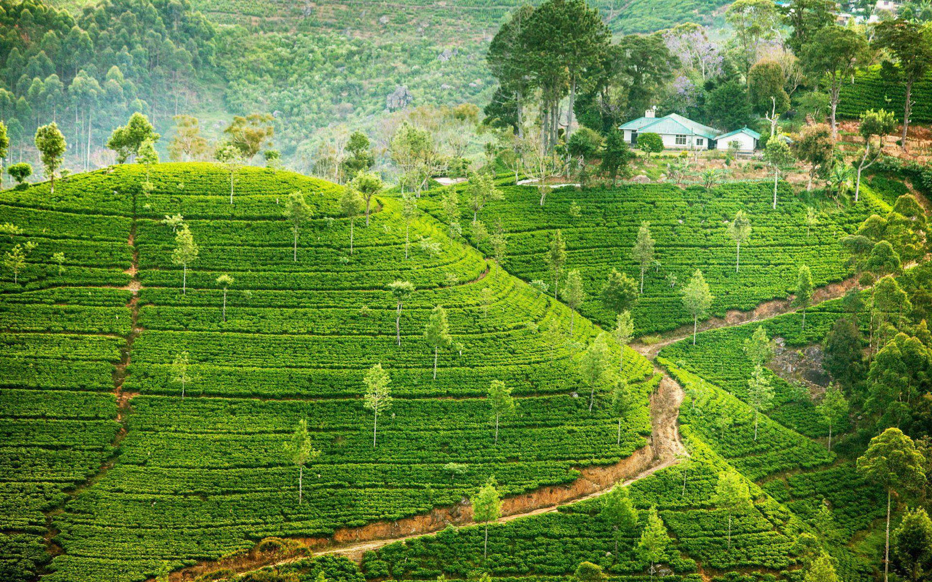 Tea Garden Wallpaper