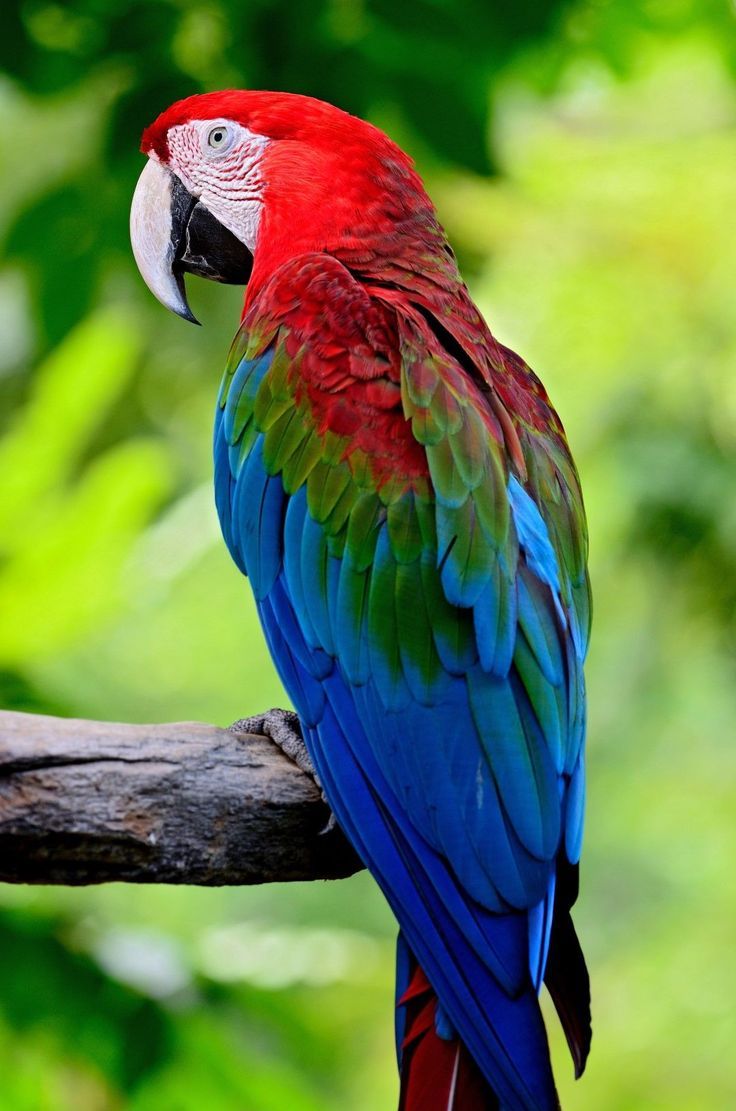 Animal Drawings Wallpaper Colorful iPhone