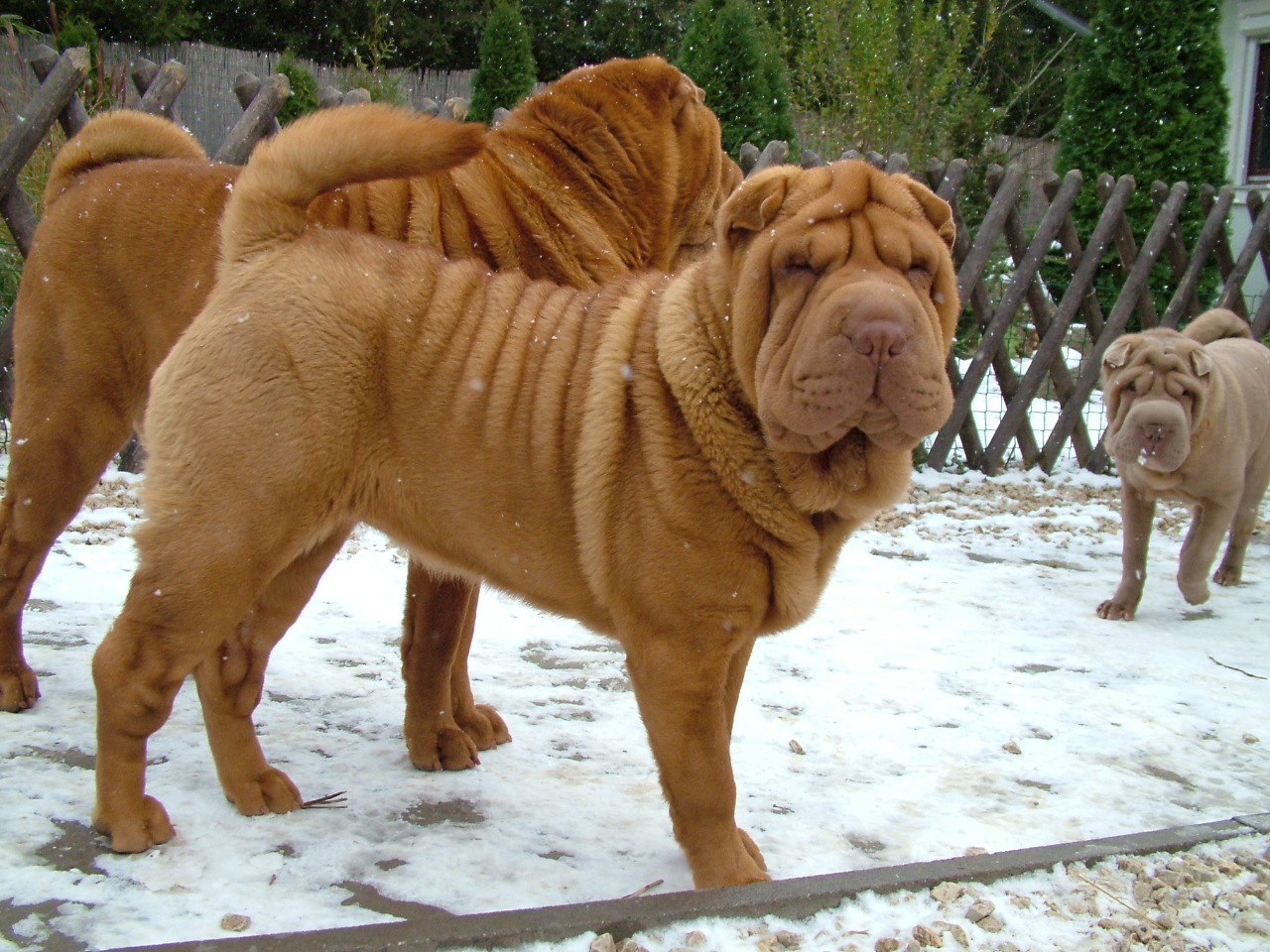 Shar Pei Dog In The Snow Photo And Wallpaper Beautiful