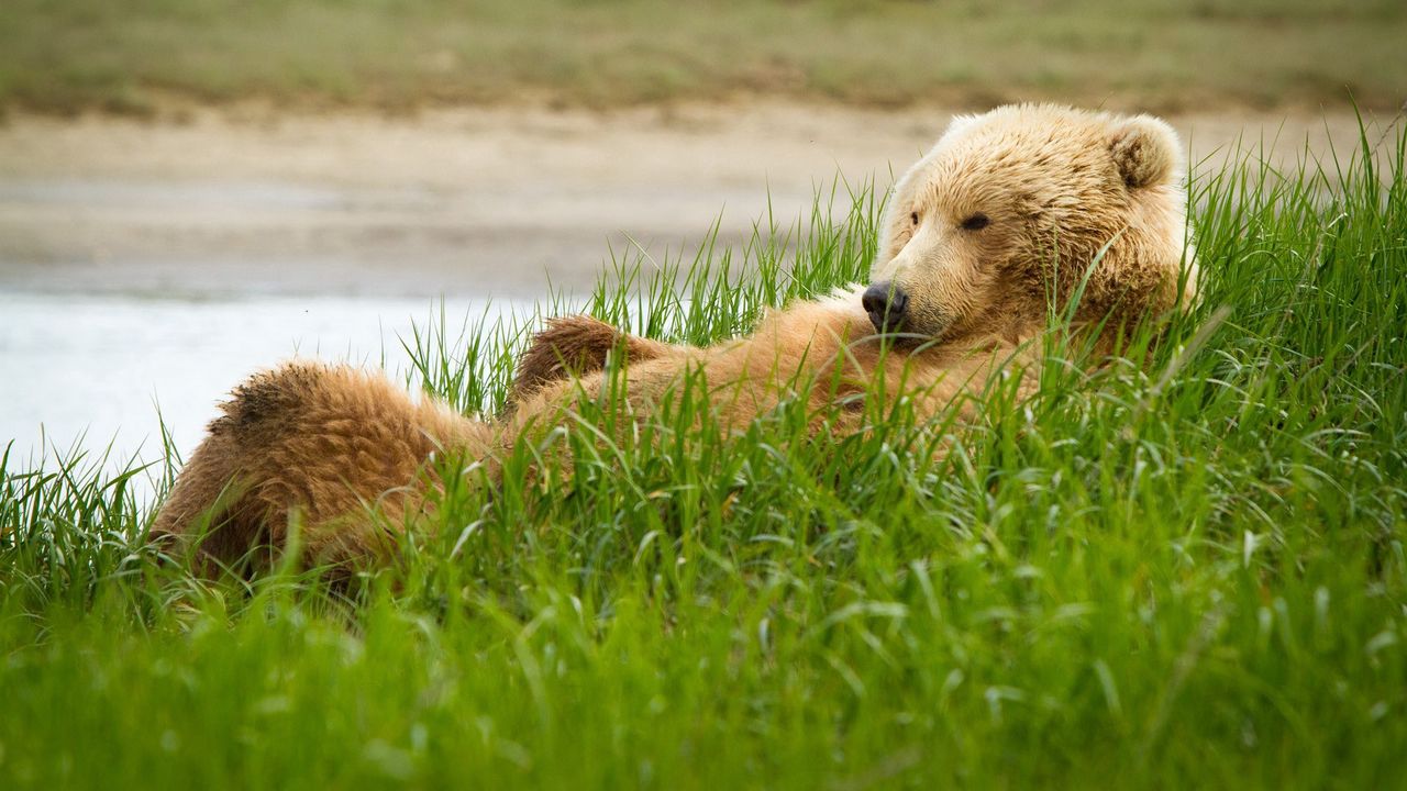 Wallpaper Grizzly Bear Grass Lie Funny HD