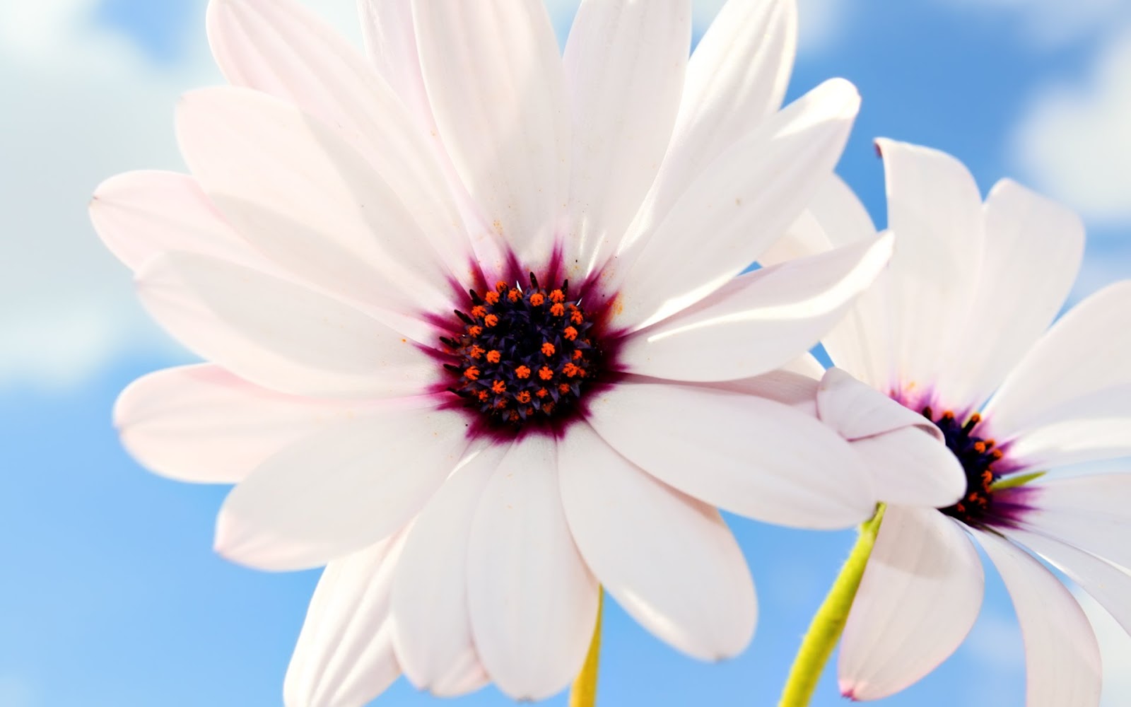 White Osteospermum Flower with Purple Center Against Blue Sky