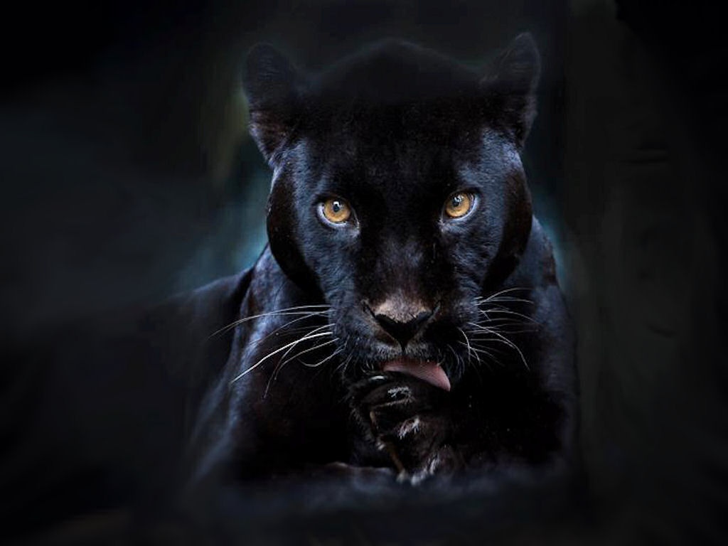Black Panther by Superman8193 on
