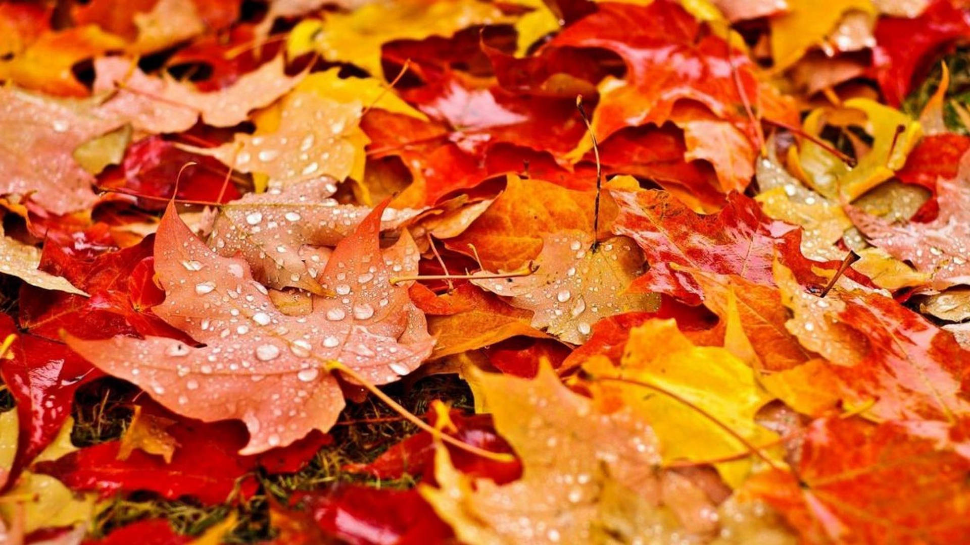Cute Fall Wallpaper
