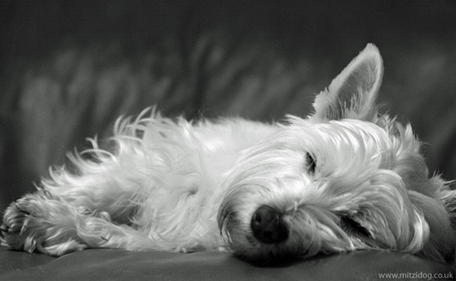 Sleeping Westie Dog Zzzzz By Digital Wallpaper