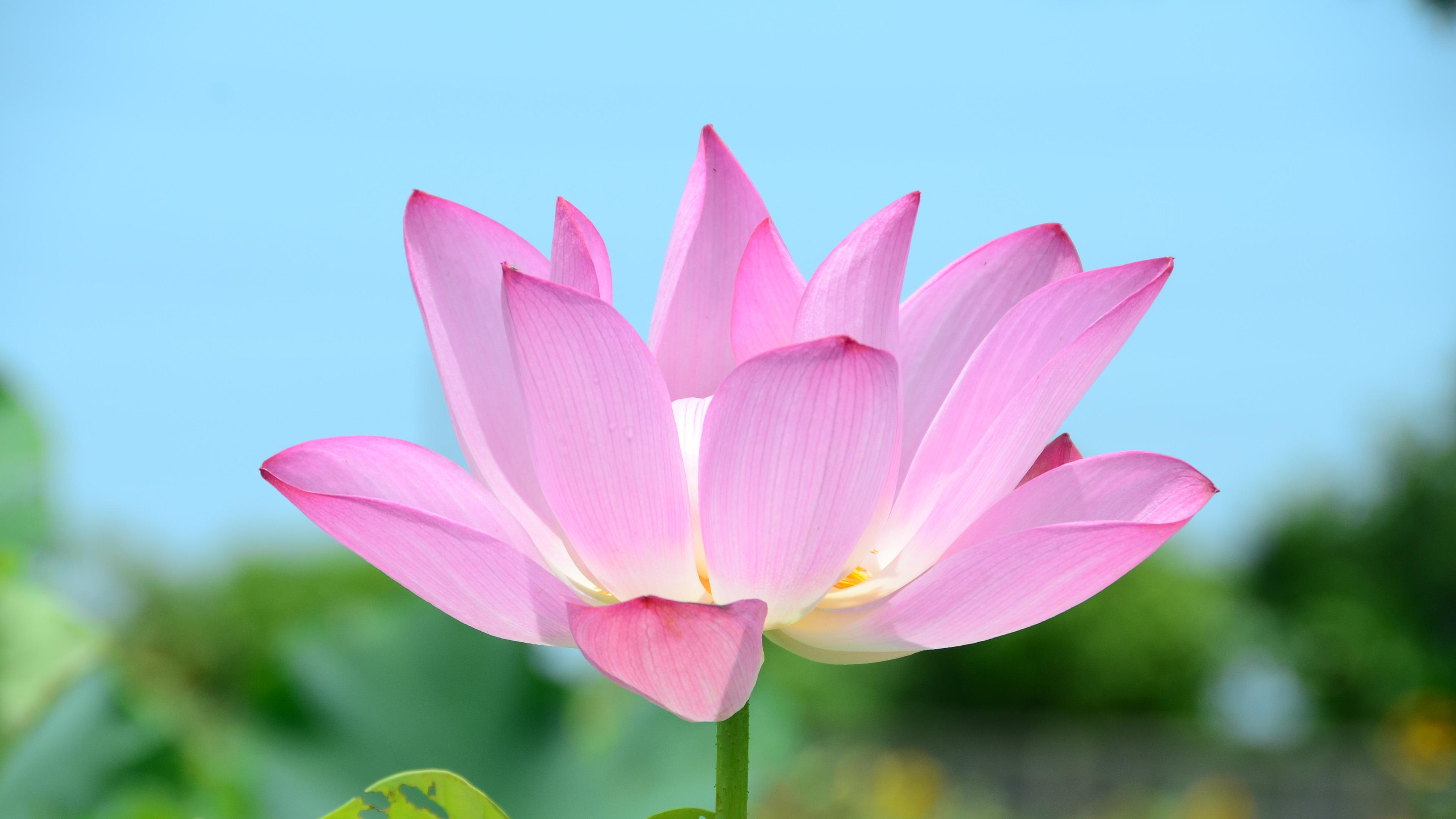 Pink Lotus Flower HD Desktop Wallpaper Widescreen High