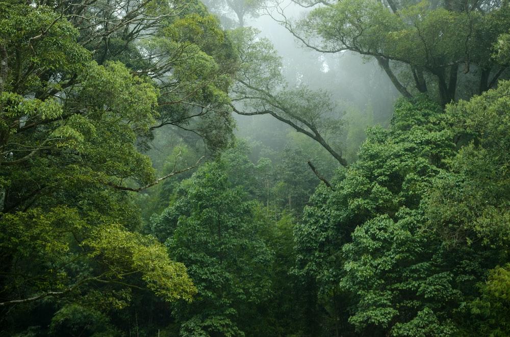 Stunning Rainforest Pictures HD Image On