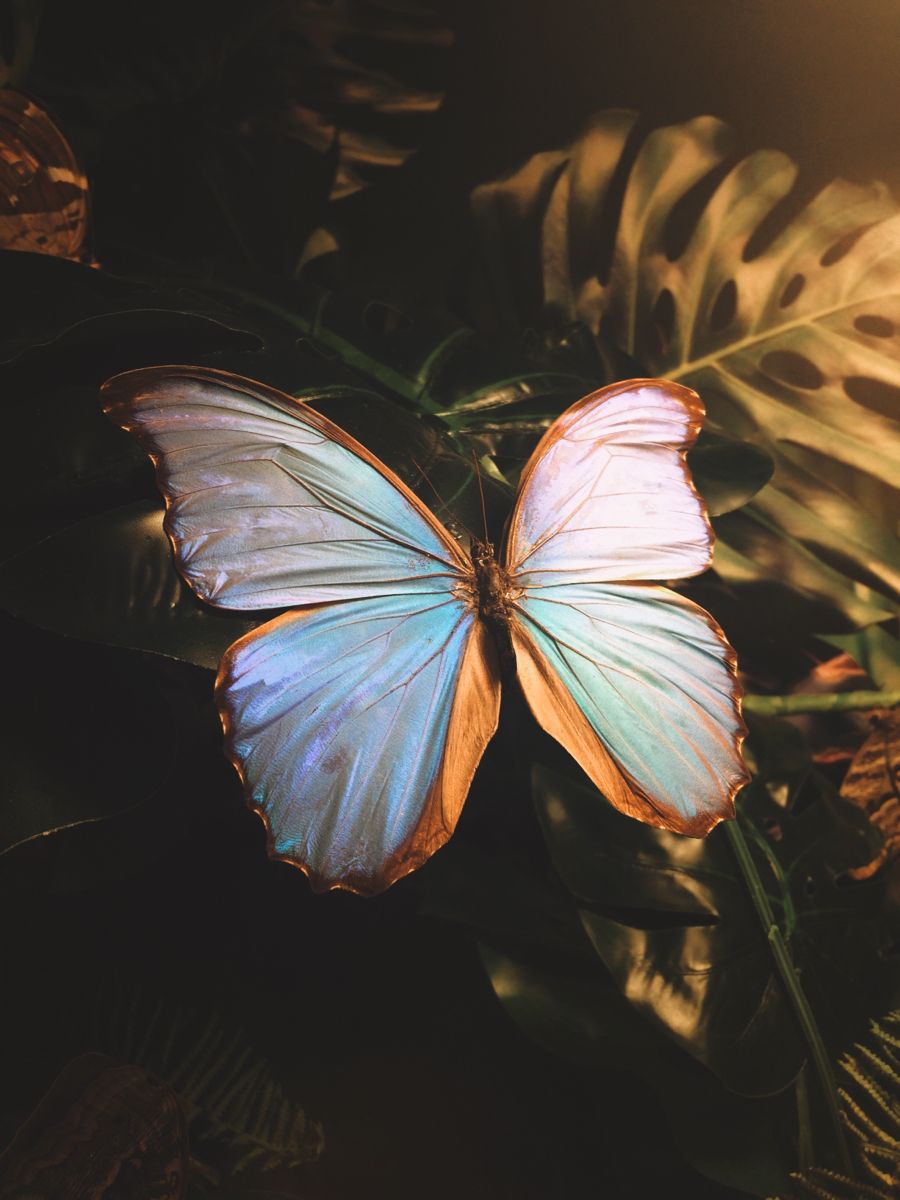 Blue Butterfly On Leafy Plant Wallpaper
