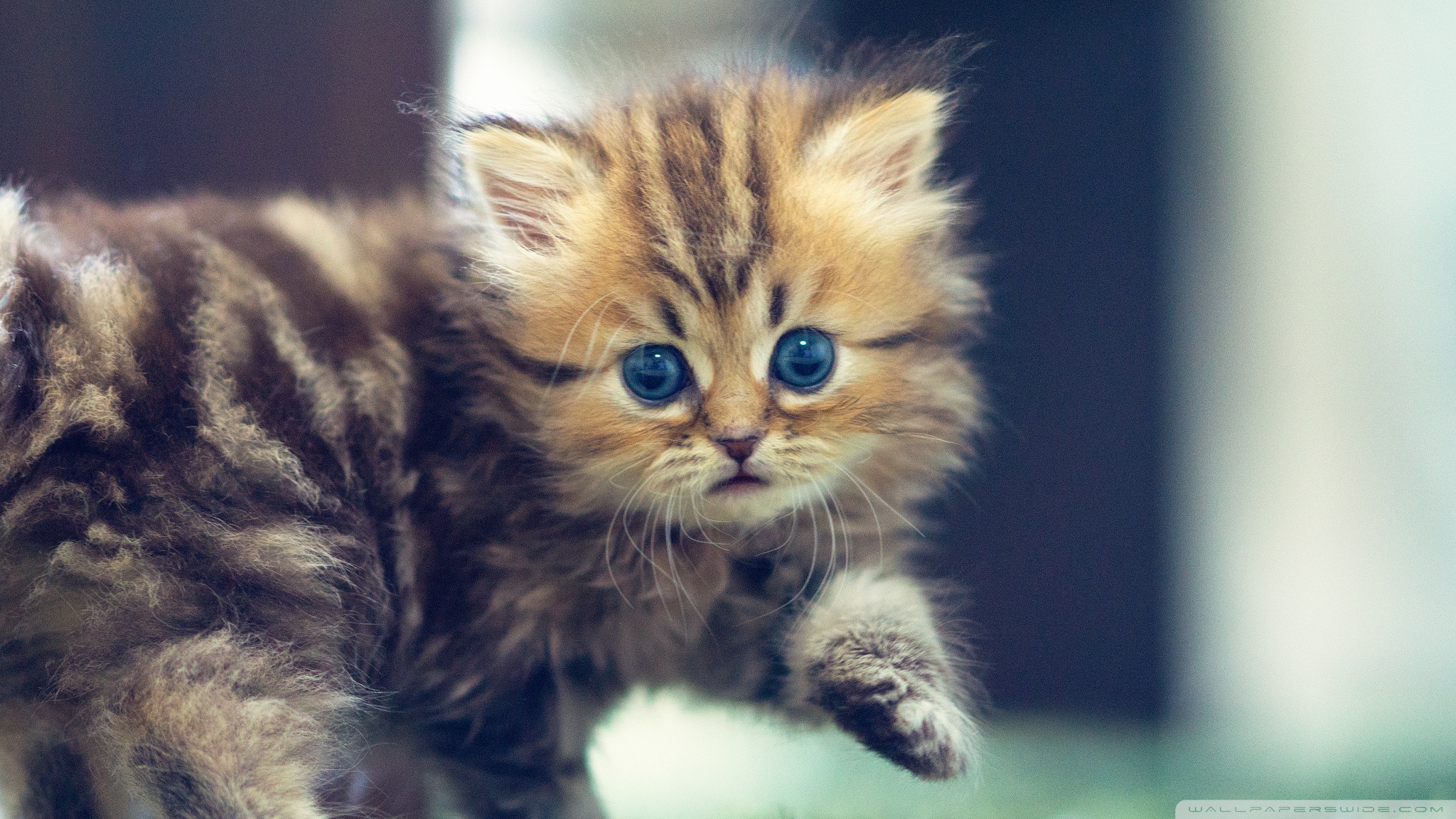 Cute Funny Kitten Wallpaper HD Res