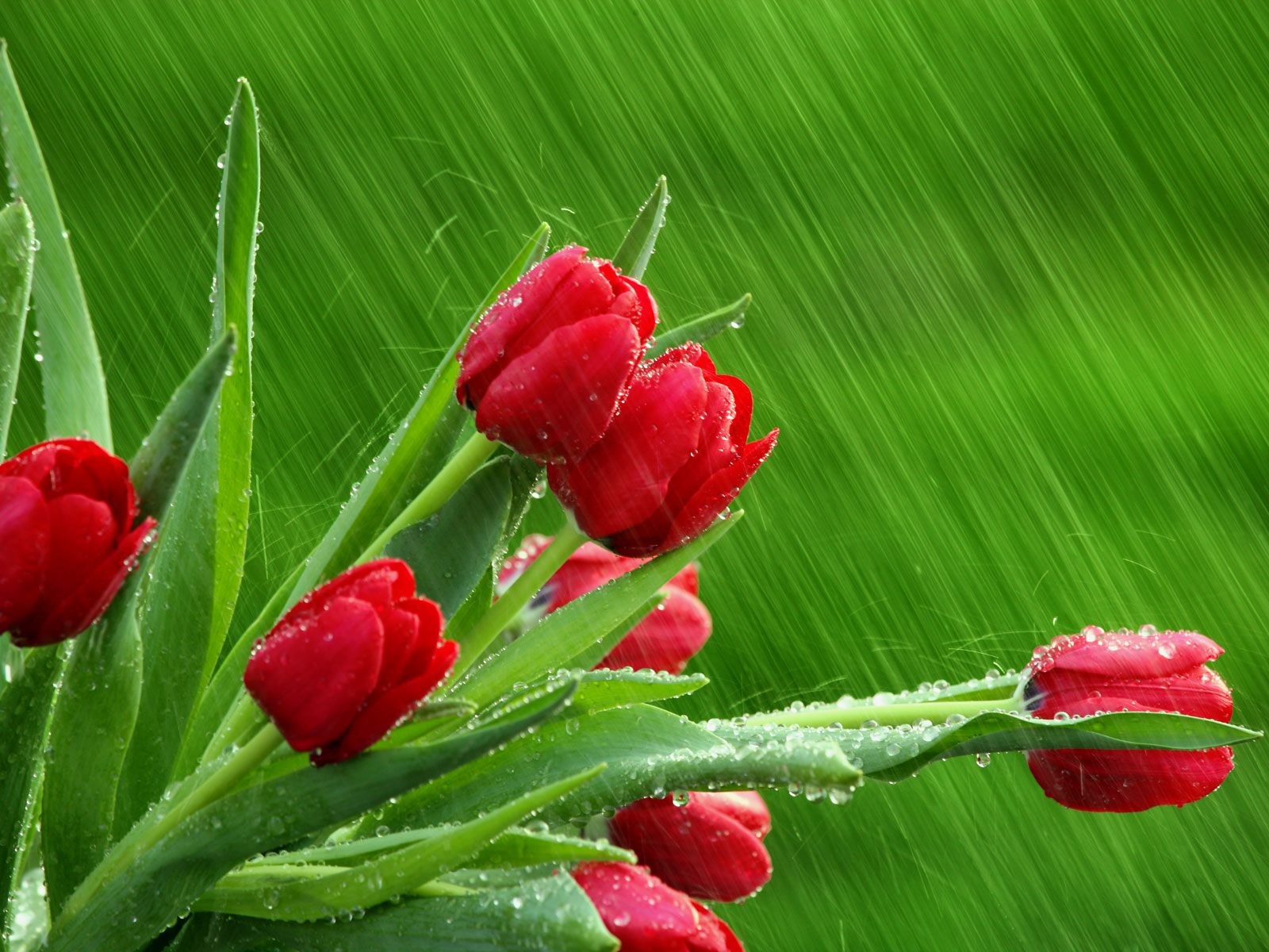 Image Of Red Tulips In The Rain HD Flowers Wallpaper Jpg