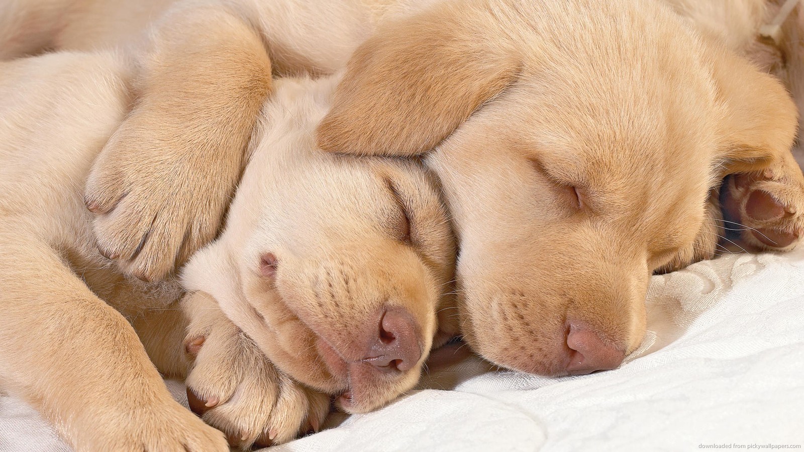 Two Cutest Dogs Ever Wallpaper