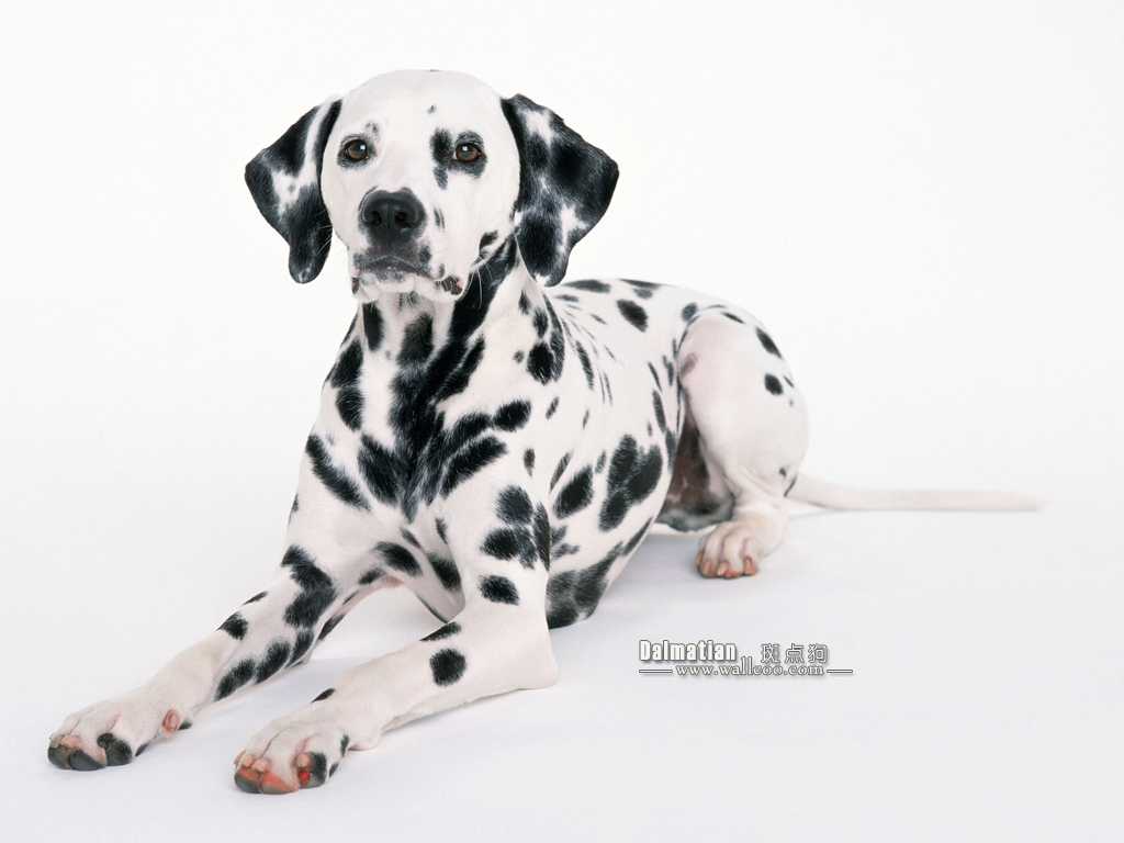 Dalmatian Puppies Wallpaper Pictures No