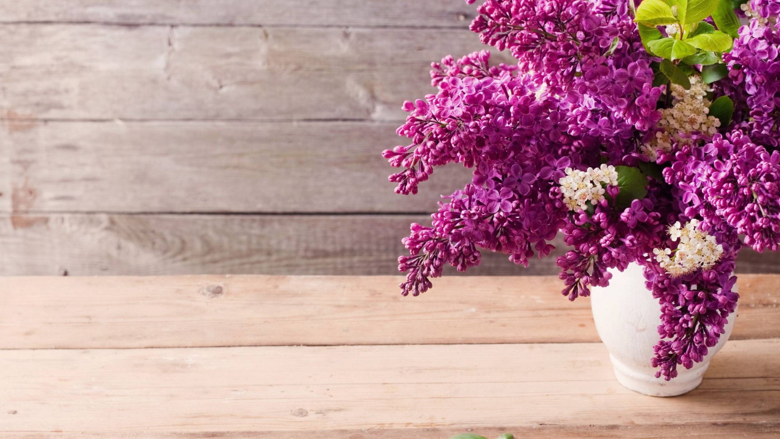 Lilac Wallpapers and Background Images stmednet