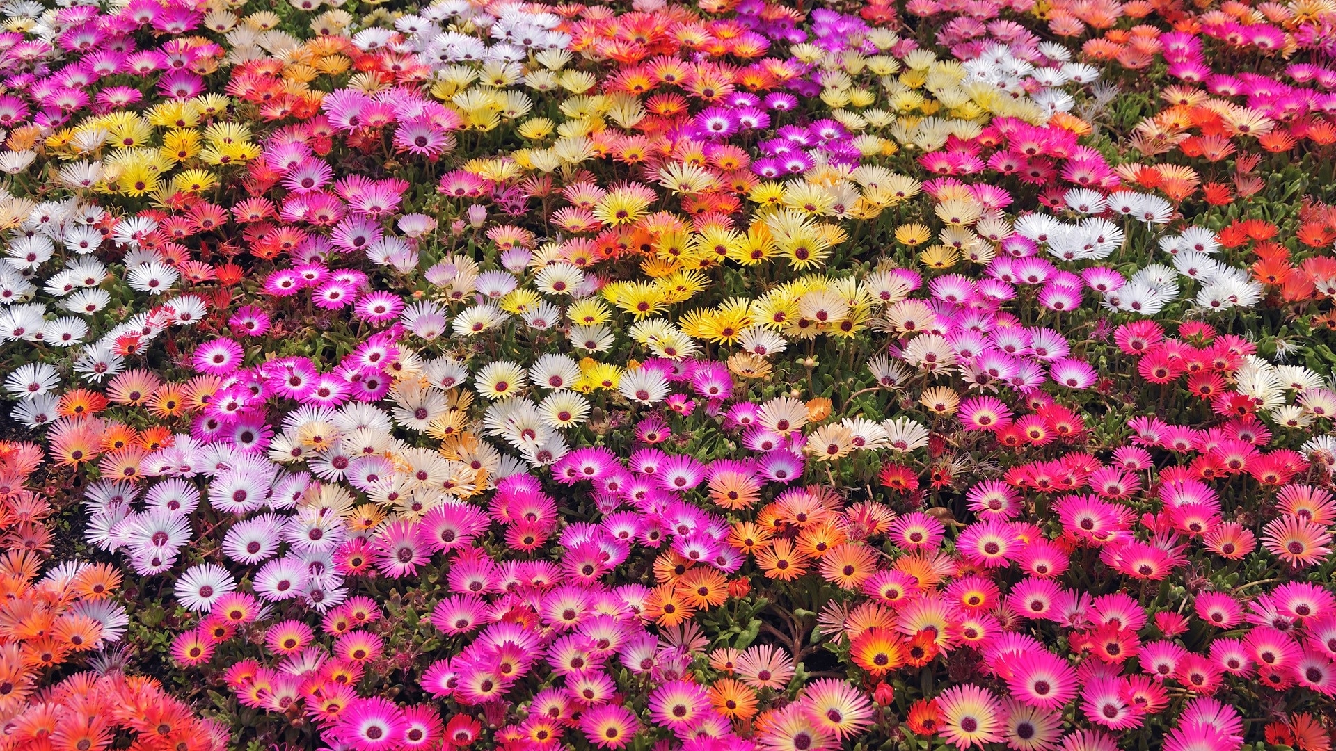 Colorful Flowers Wallpapers HD