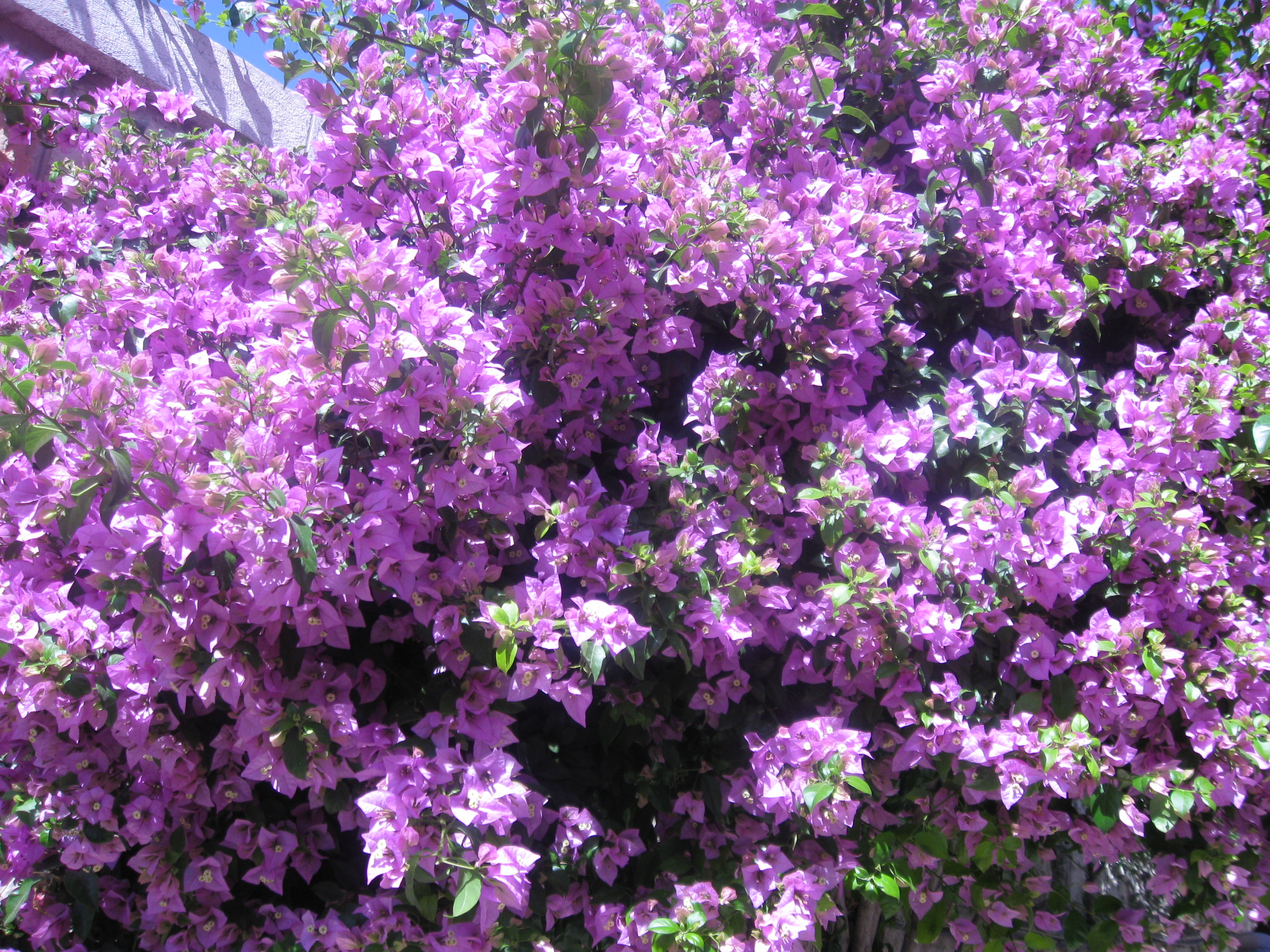 Lilac Tree Wallpaper Lilac tree welcome