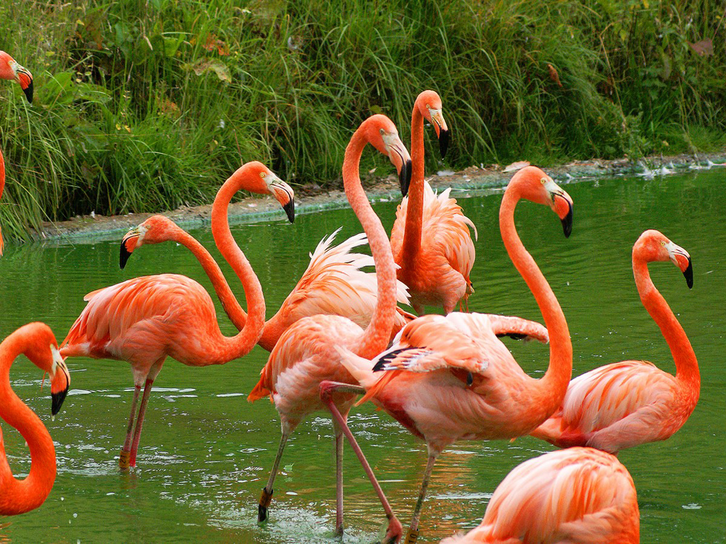 Caribbean Red Flamingo Wallpaper Jpg