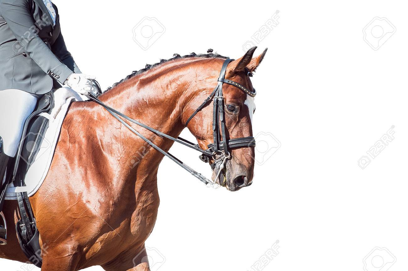 Free download Dressage Bay Horse And Rider On On White Background