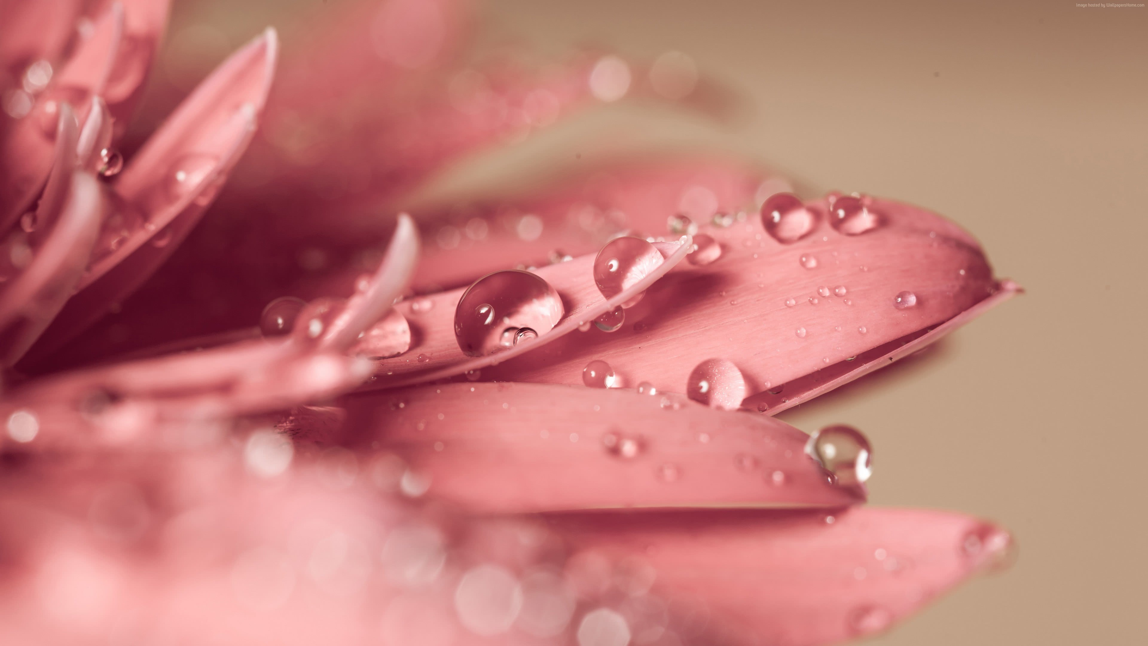 Pink Gerbera Daisy Water Droplets UHD 4K Wallpaper Pixelz