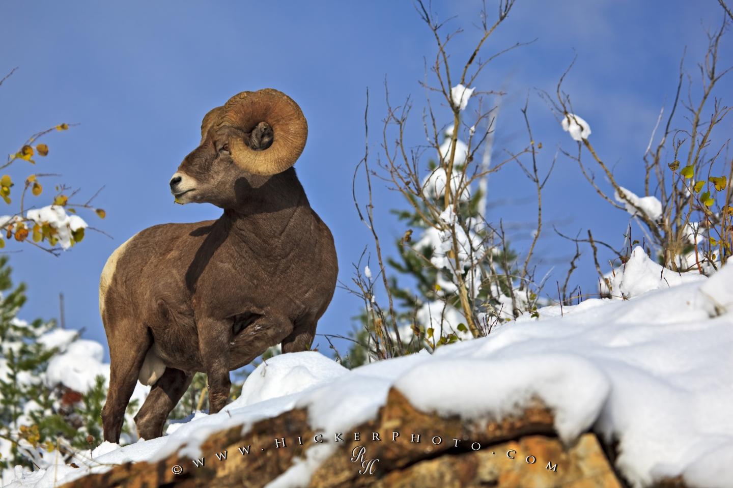Puter Background This Bighorn Ram Looks Ever Alert As It