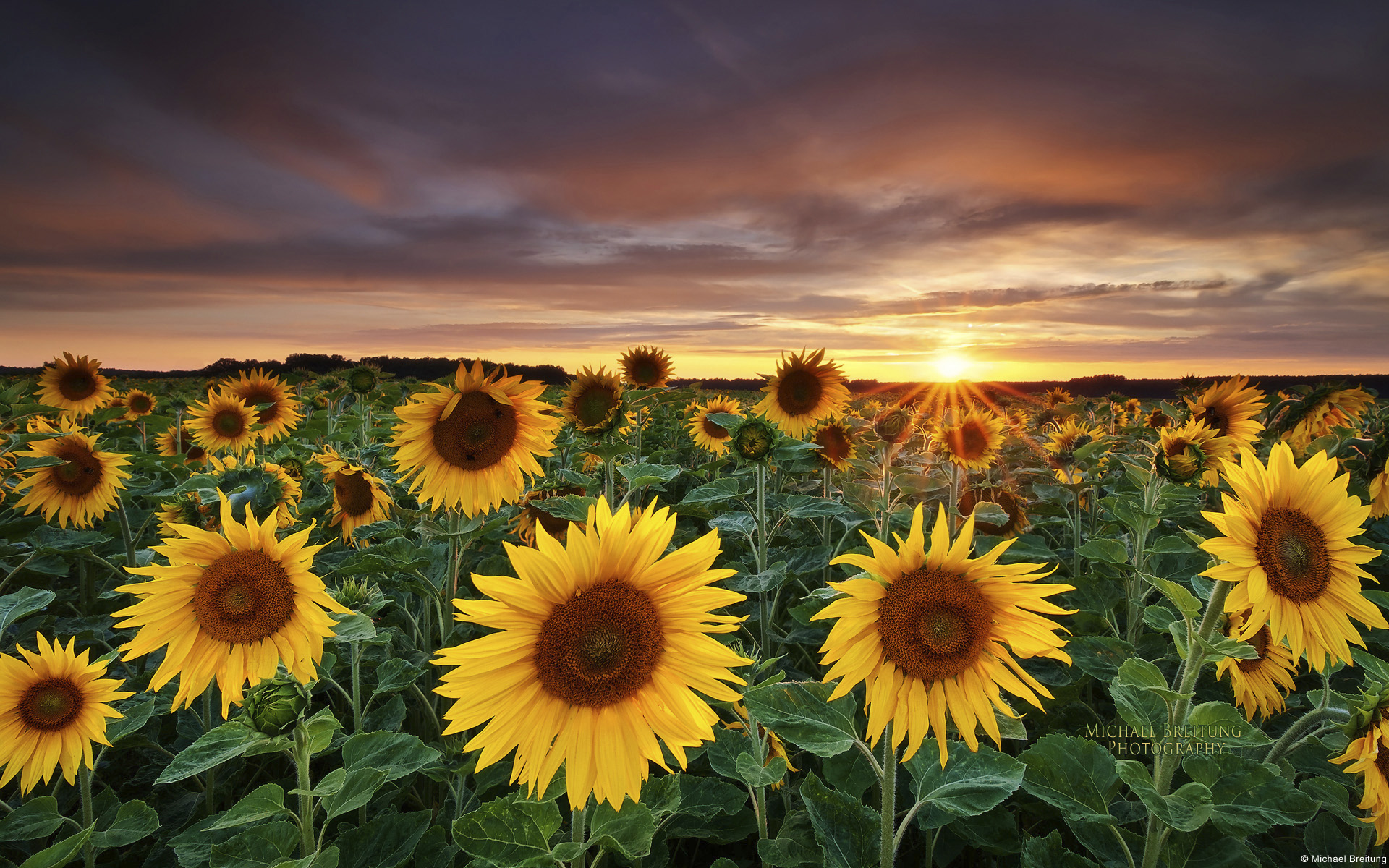 Sunflower Field Wallpaper