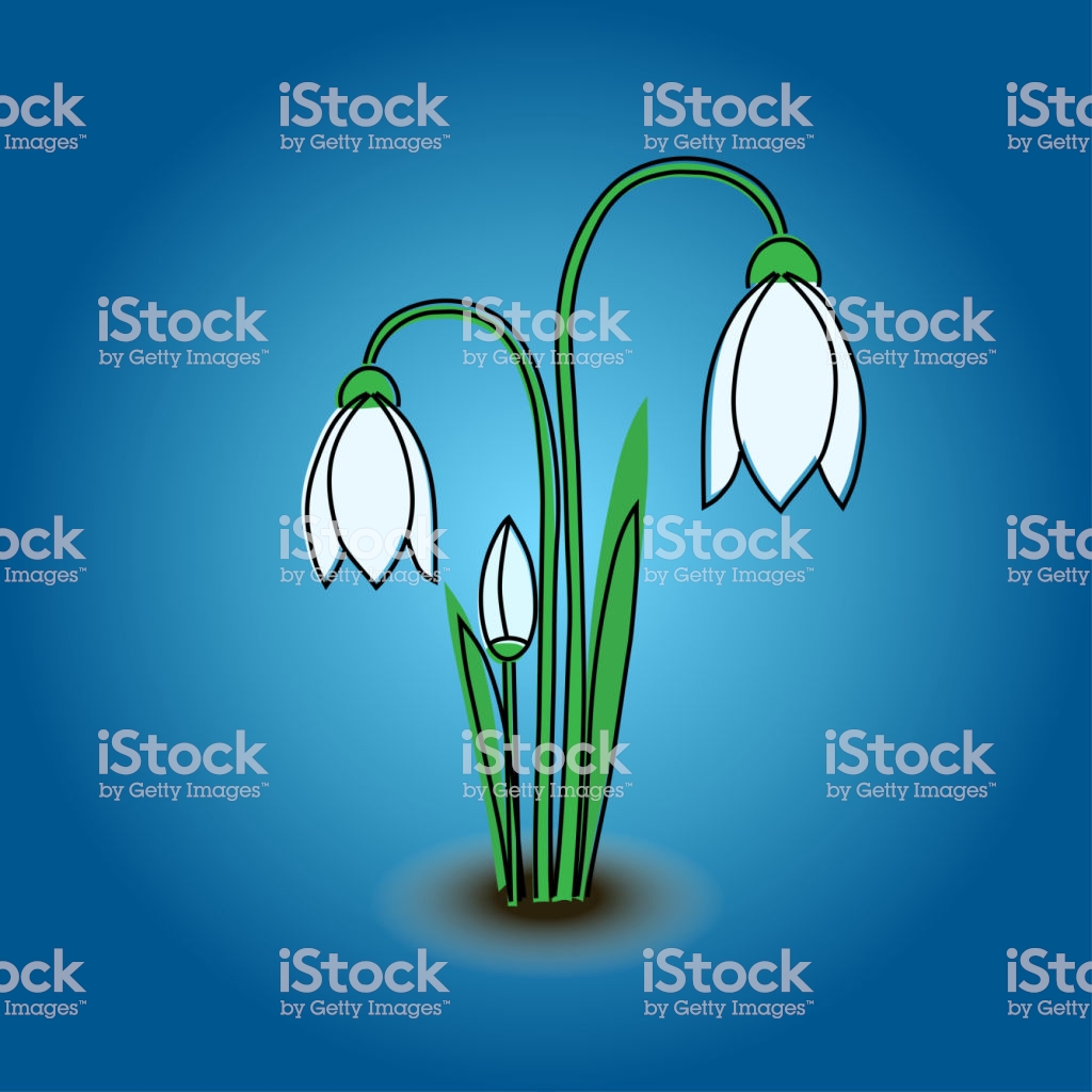 Tender Snowdrops On A Blue Background Early Signs Of Spring The