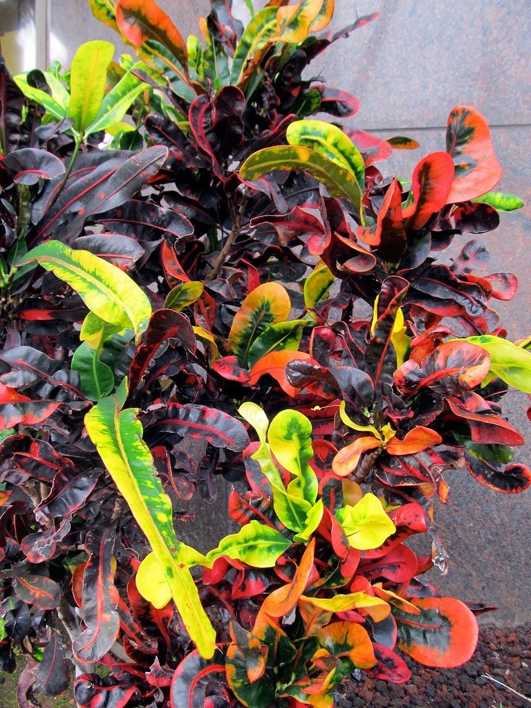 Best Garden Croton Rainbow Leaves Is Often Grown In Tropical