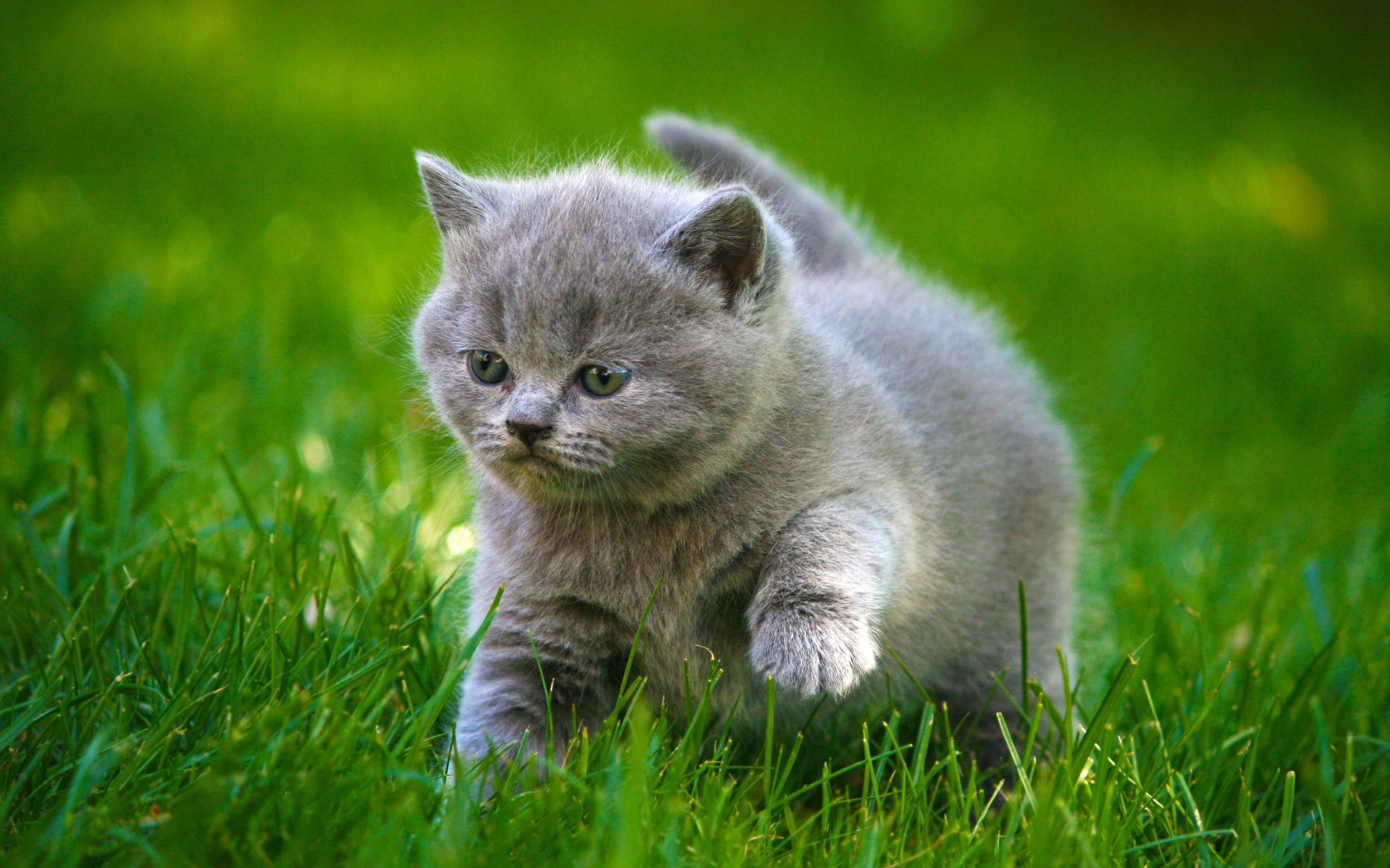 A fluffy gray kitten explores a vibrant green grassy field, its adorable face and playful paws capturing the essence of cuteness