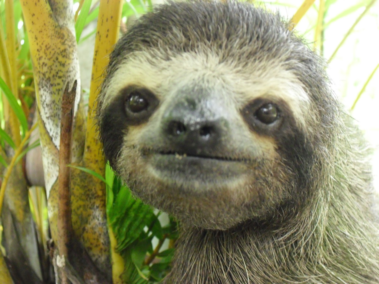 Funny Sloth Face Adolescent Hanging Out